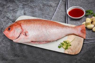 Red Snapper Big